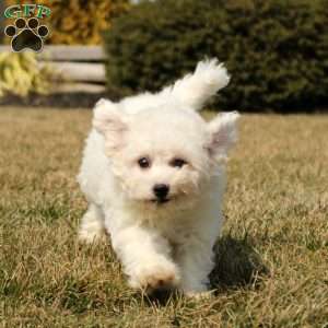 Harrison, Bichon Frise Puppy