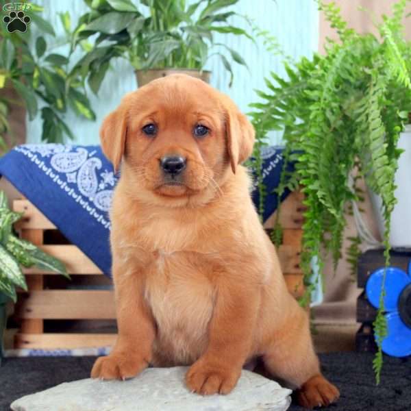 Harry, Fox Red Labrador Retriever Puppy