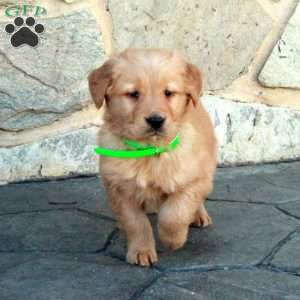 Harry, Golden Retriever Puppy