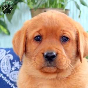 Harry, Fox Red Labrador Retriever Puppy