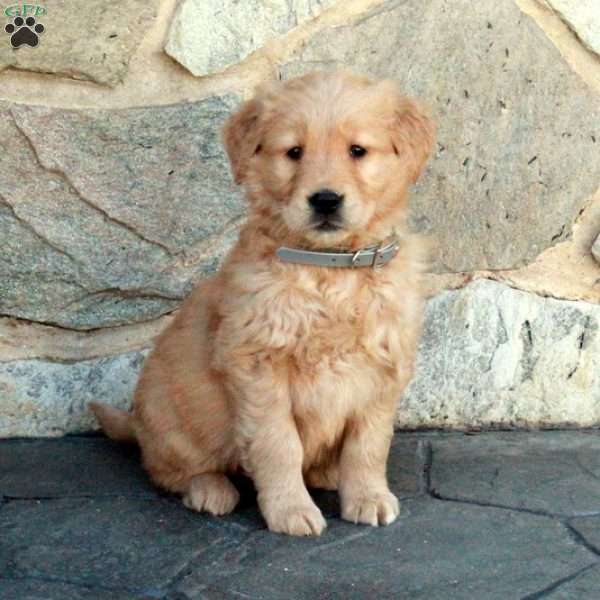 Harvey, Golden Retriever Puppy