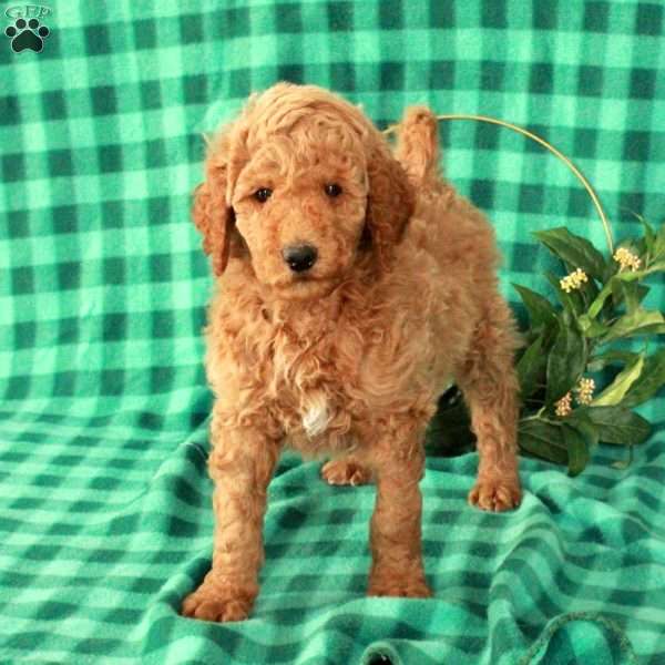 Harvey, Standard Poodle Puppy