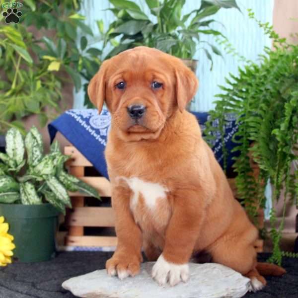 Harvey, Fox Red Labrador Retriever Puppy