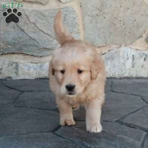 Harvey, Golden Retriever Puppy