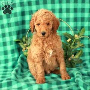 Harvey, Standard Poodle Puppy