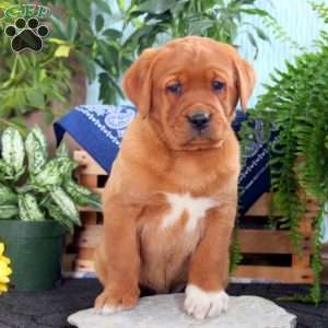 Harvey, Fox Red Labrador Retriever Puppy