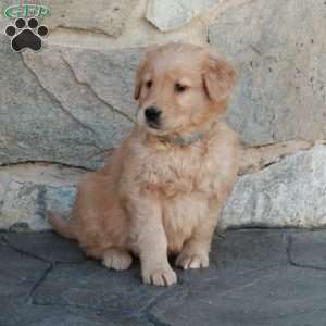 Harvey, Golden Retriever Puppy