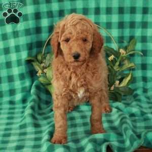 Harvey, Standard Poodle Puppy