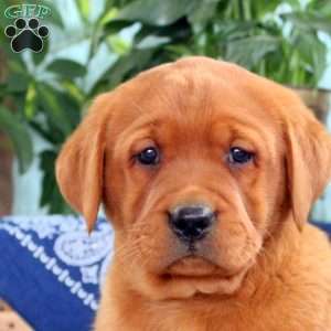 Harvey, Fox Red Labrador Retriever Puppy