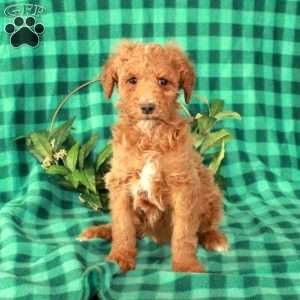 Hatchet, Standard Poodle Puppy