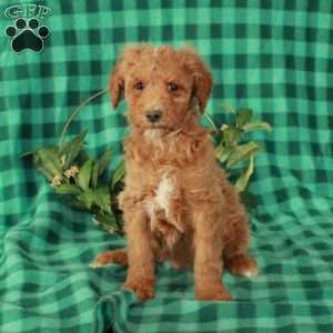 Hatchet, Standard Poodle Puppy