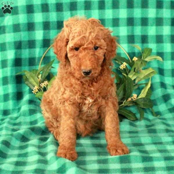 Hattie, Standard Poodle Puppy