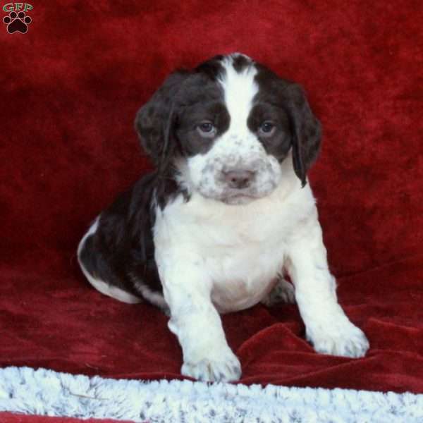 Hattie, English Springer Spaniel Puppy