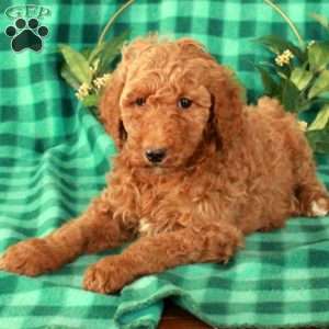 Hattie, Standard Poodle Puppy