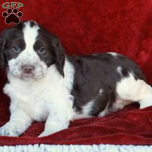 Hattie, English Springer Spaniel Puppy