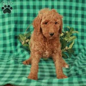 Hattie, Standard Poodle Puppy