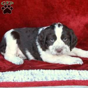 Hattie, English Springer Spaniel Puppy