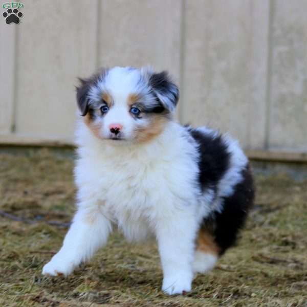 Haven, Miniature Australian Shepherd Puppy