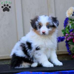 Haven, Miniature Australian Shepherd Puppy