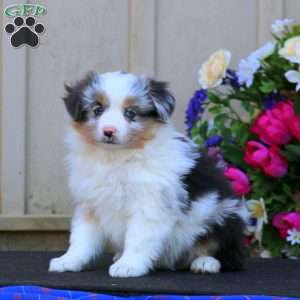 Haven, Miniature Australian Shepherd Puppy