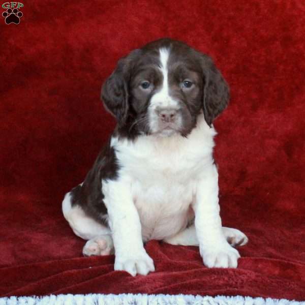 Hazel, English Springer Spaniel Puppy