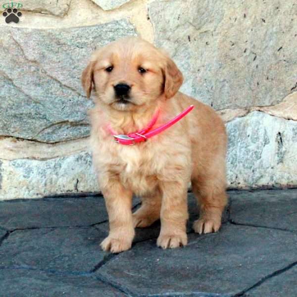 Hazel, Golden Retriever Puppy