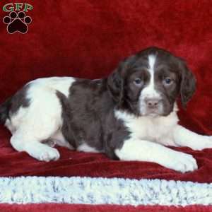 Hazel, English Springer Spaniel Puppy