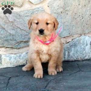 Hazel, Golden Retriever Puppy