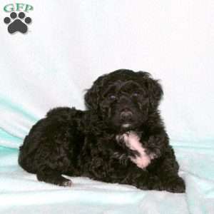 Hazel, Portuguese Water Dog Puppy