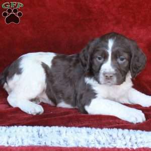 Hazel, English Springer Spaniel Puppy