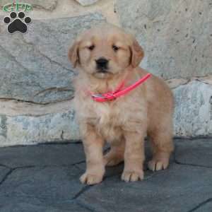 Hazel, Golden Retriever Puppy