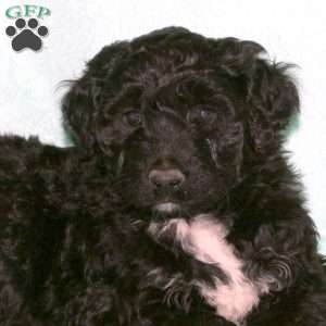 Hazel, Portuguese Water Dog Puppy