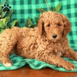 Hector, Standard Poodle Puppy