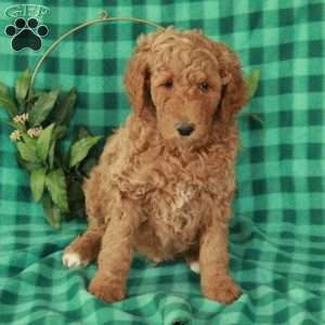 Hector, Standard Poodle Puppy