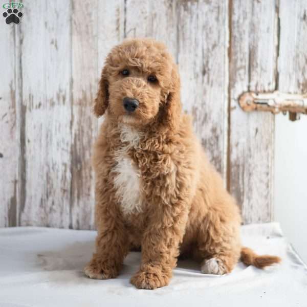 Hedwig, Mini Labradoodle Puppy