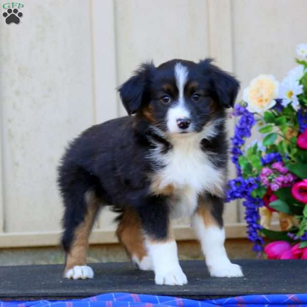 Heidi, Miniature Australian Shepherd Puppy