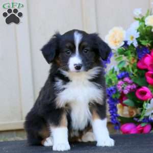 Heidi, Miniature Australian Shepherd Puppy