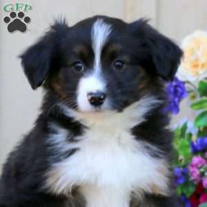 Heidi, Miniature Australian Shepherd Puppy