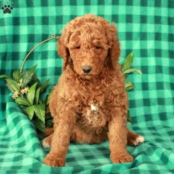 Henry, Standard Poodle Puppy