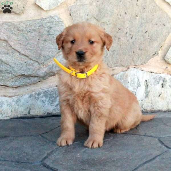 Henry, Golden Retriever Puppy