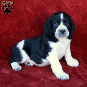 Henry, English Springer Spaniel Puppy