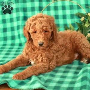 Henry, Standard Poodle Puppy