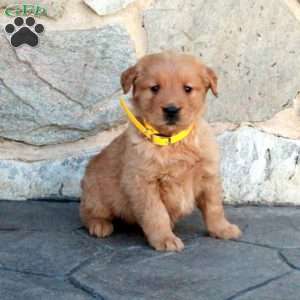 Henry, Golden Retriever Puppy