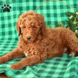 Henry, Standard Poodle Puppy