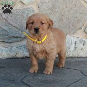 Henry, Golden Retriever Puppy