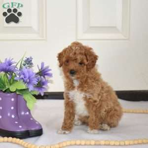 Herbie, Miniature Poodle Puppy