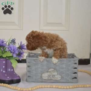 Herbie, Miniature Poodle Puppy