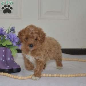 Herbie, Miniature Poodle Puppy