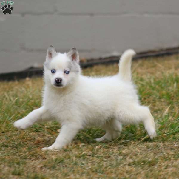 Hero, Pomsky Puppy