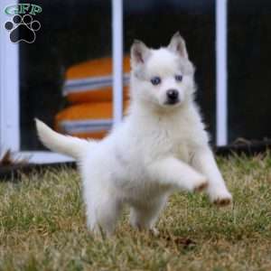 Hero, Pomsky Puppy